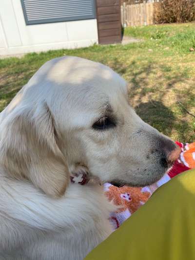 Unsere Fellnasen im Regenbogenland-Beitrag-Bild