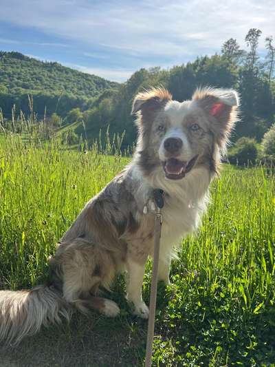 Hundetreffen-🐾 Gassi- & Spielpartner für Simba gesucht 🐾-Bild