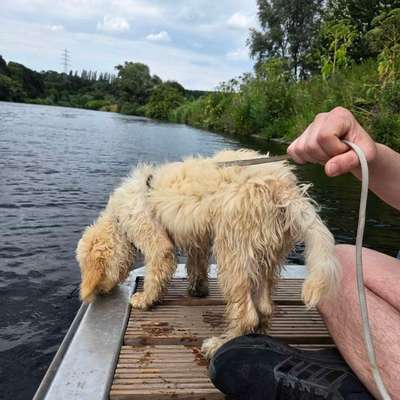 Hundetreffen-Hundewiese in Hattingen-Bild