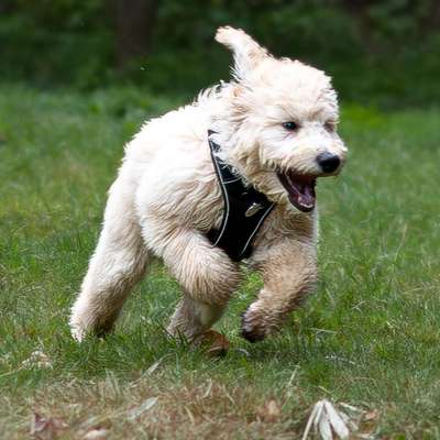 Hundetreffen-Hundewiese in Hattingen-Bild