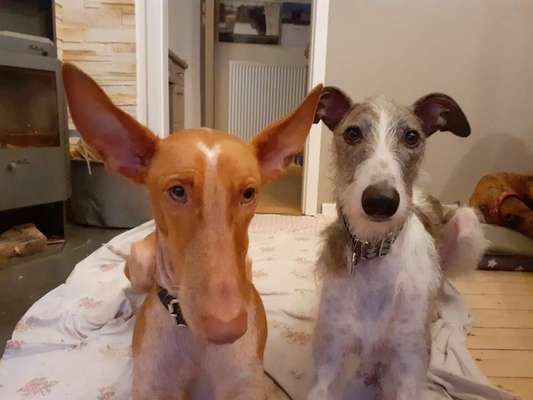 Windhunde - Treffen der besonderen Schönheiten
HERZLICH WILLKOMMEN-Beitrag-Bild