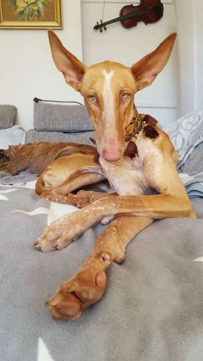 Windhunde - Treffen der besonderen Schönheiten
HERZLICH WILLKOMMEN-Beitrag-Bild