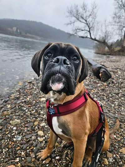 Hundetreffen-Boxerwelpen, Boxerjunghunde oder junge Hunde-Bild