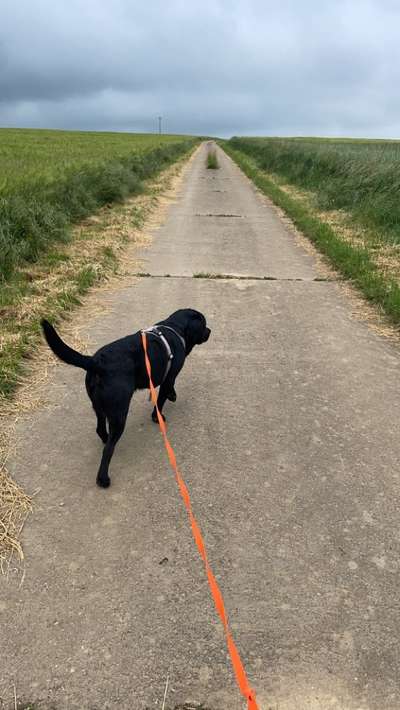 Hundetreffen-Gassirunde im Saarlouiser Gau-Bild