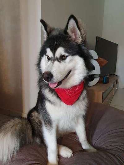 Nordische Hunde-Beitrag-Bild