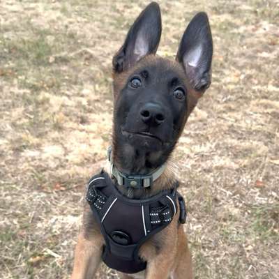 Hundetreffen-Social Training & evtl. Hundefreundschaft-Bild