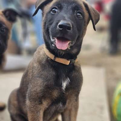 Hundetreffen-Social Training & evtl. Hundefreundschaft-Bild