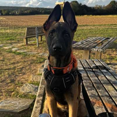 Hundetreffen-Social Training & evtl. Hundefreundschaft-Bild