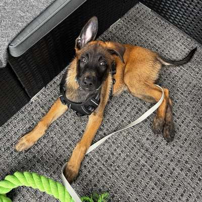 Hundetreffen-Social Training & evtl. Hundefreundschaft-Bild
