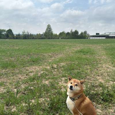 Shiba - Eltern-Beitrag-Bild