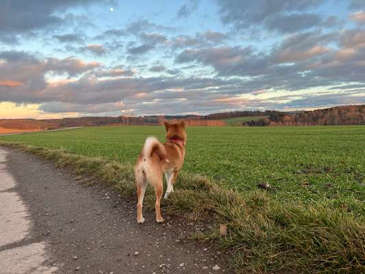 Fotosammlung: ,,Der natürliche Hund" Unbearbeitet, ungestellt und in Natura-Beitrag-Bild