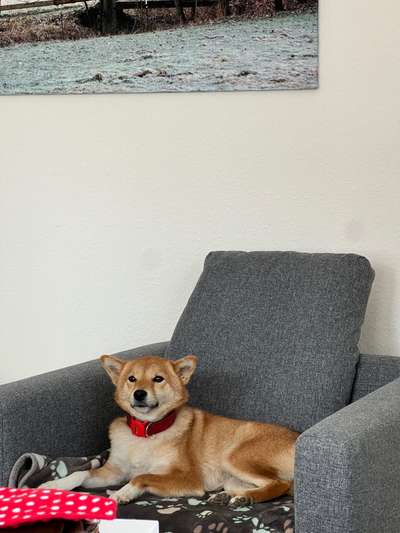 Shiba - Eltern-Beitrag-Bild
