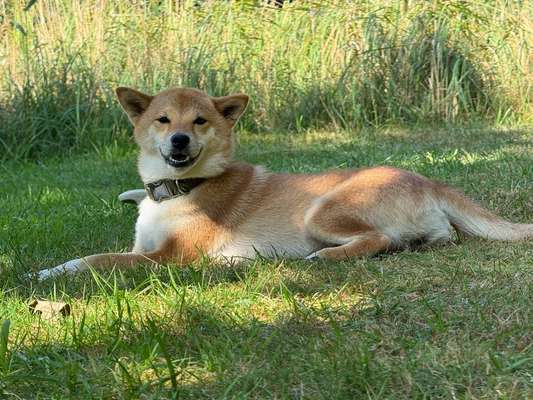 Shiba - Eltern-Beitrag-Bild