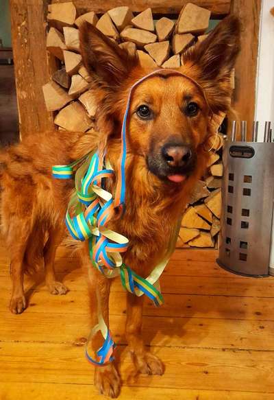 Hier ist der Spaßthread. Zum Schmunzeln und Kaputtlachen-Beitrag-Bild