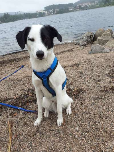 Mischlingshunde Foto Aufruf-Beitrag-Bild