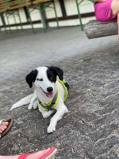 Auslandstierschutz-Beitrag-Bild