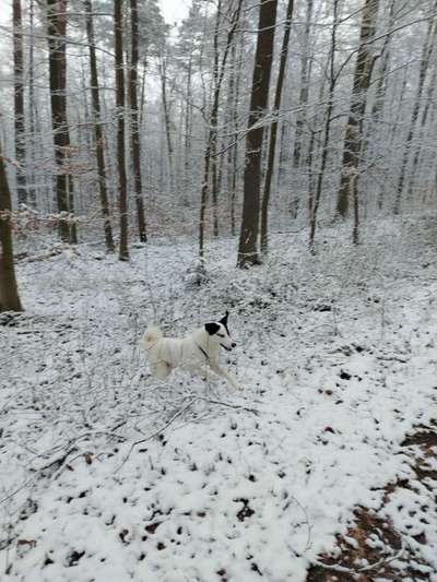 Die Dogorama Kalender Challenge Teil 2/4-Beitrag-Bild