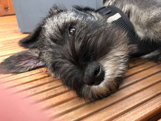 Welpenfotos-Beitrag-Bild