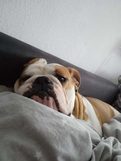 Freunde von 'Kampfhunden'-Beitrag-Bild