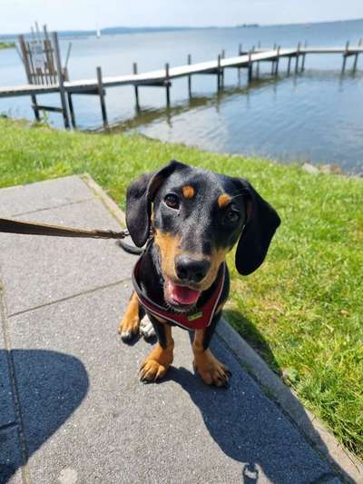 Die Dogorama Kalender Challenge 4/4-Beitrag-Bild