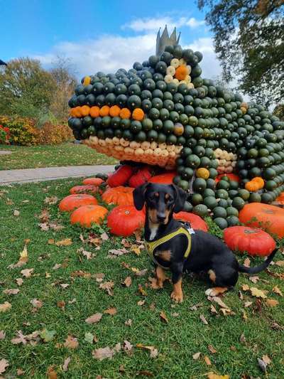 Herbst🍁-Beitrag-Bild