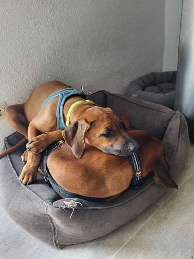 Rhodesian Ridgeback-Beitrag-Bild