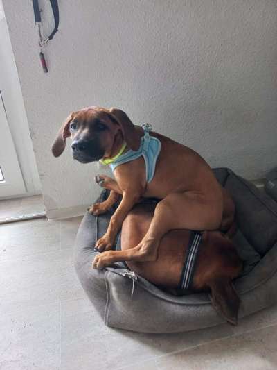 Rhodesian Ridgeback-Beitrag-Bild