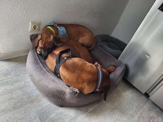 Rhodesian Ridgeback-Beitrag-Bild