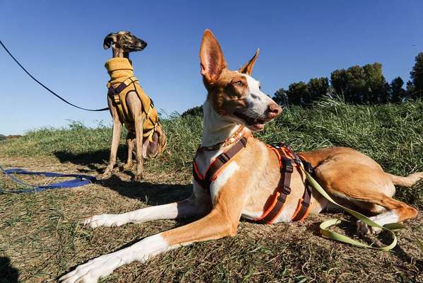 Windhunde - Treffen der besonderen Schönheiten
HERZLICH WILLKOMMEN-Beitrag-Bild