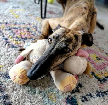 Windhunde - Treffen der besonderen Schönheiten
HERZLICH WILLKOMMEN-Beitrag-Bild