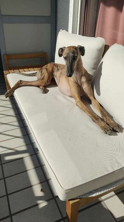 Windhunde - Treffen der besonderen Schönheiten
HERZLICH WILLKOMMEN-Beitrag-Bild