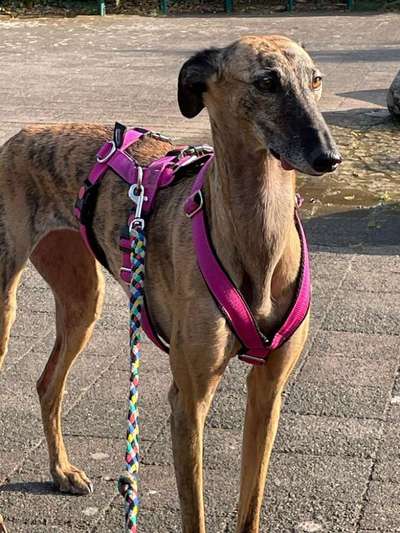 Windhunde - Treffen der besonderen Schönheiten
HERZLICH WILLKOMMEN-Beitrag-Bild