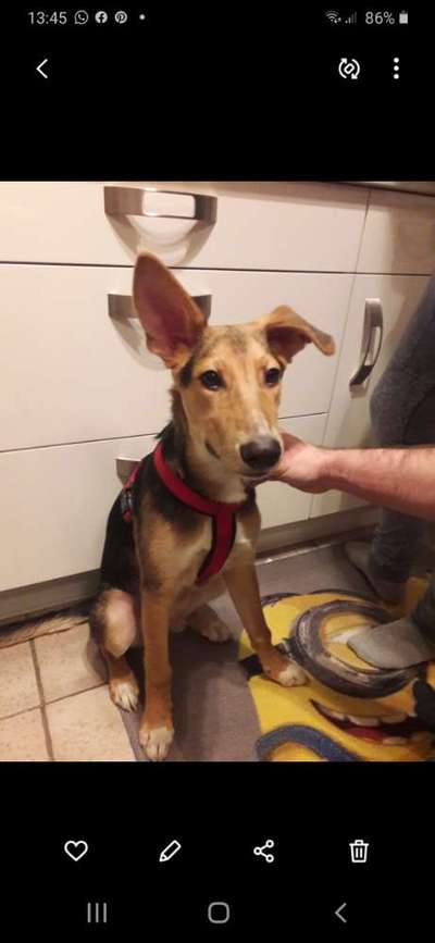 Windhunde - Treffen der besonderen Schönheiten
HERZLICH WILLKOMMEN-Beitrag-Bild