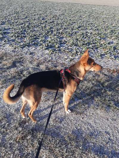 Windhunde - Treffen der besonderen Schönheiten
HERZLICH WILLKOMMEN-Beitrag-Bild