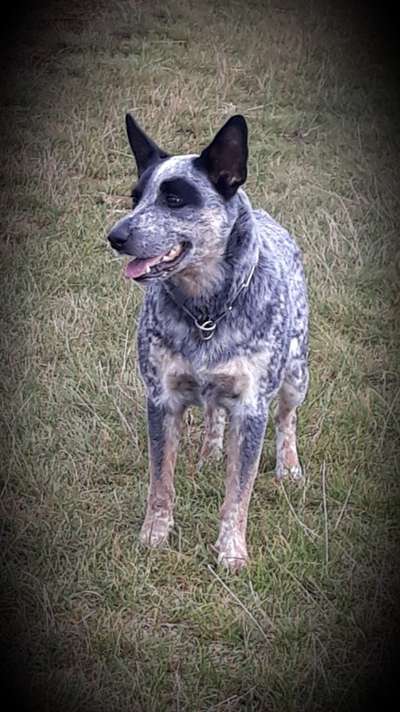 Australian Cattle Dogs-Beitrag-Bild