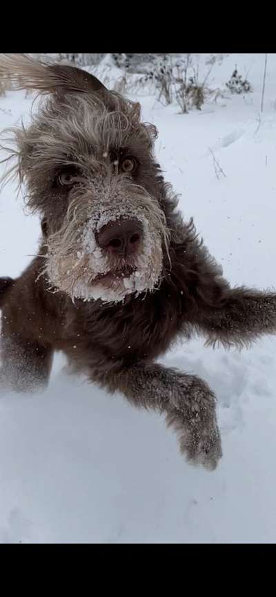 Die Dogorama-Wochen-Challenge "Die schönste Grimasse"-Beitrag-Bild