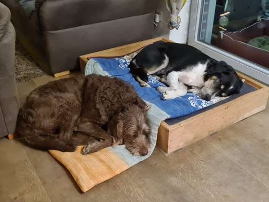 Bester Freund, Hundekumpel - zeigt her!-Beitrag-Bild