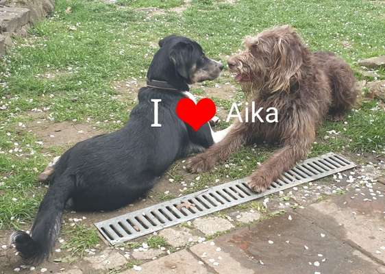 Bester Freund, Hundekumpel - zeigt her!-Beitrag-Bild