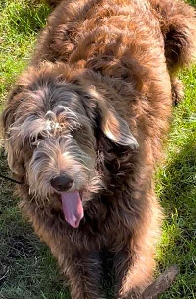 Fotochallenge Nr. 59 - Mein Hund zeigt die Zunge-Beitrag-Bild