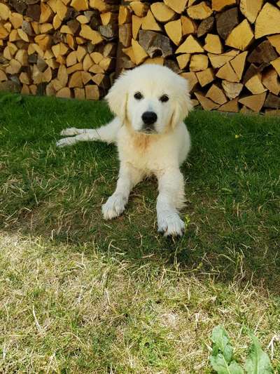 Hundetreffen-Gassi/Toben/Spielen-Bild