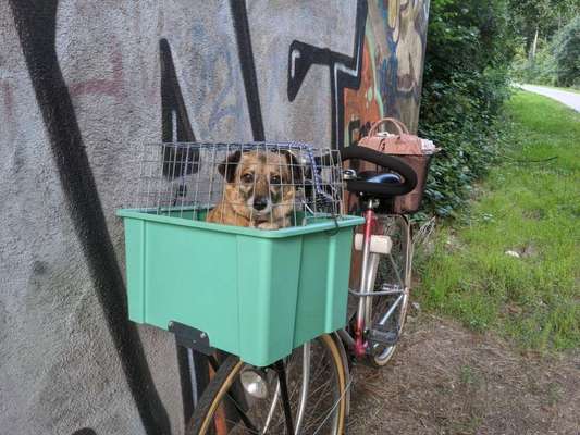 Könnt ihr einen Fahrradanhänger empfehlen?-Beitrag-Bild