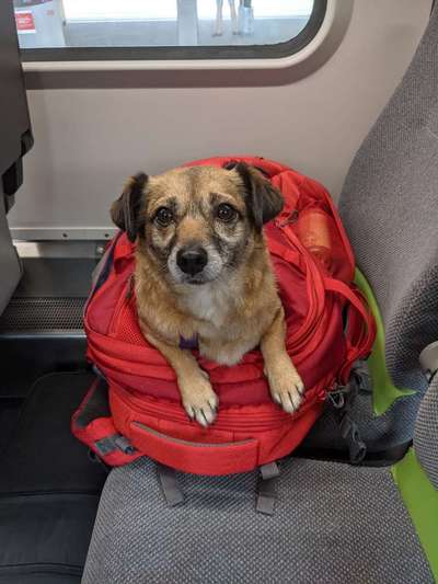 Hunde Rucksack Empfehlungen-Beitrag-Bild