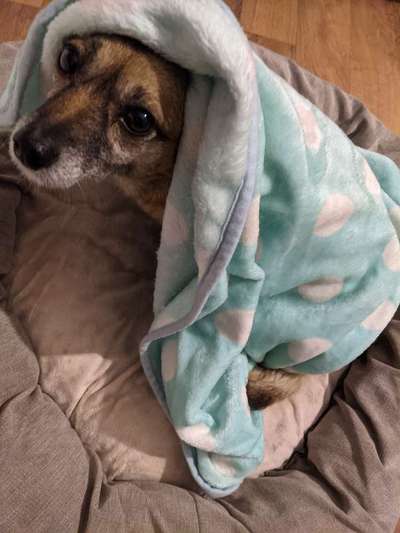 wo sind die Dackelfreunde-Beitrag-Bild