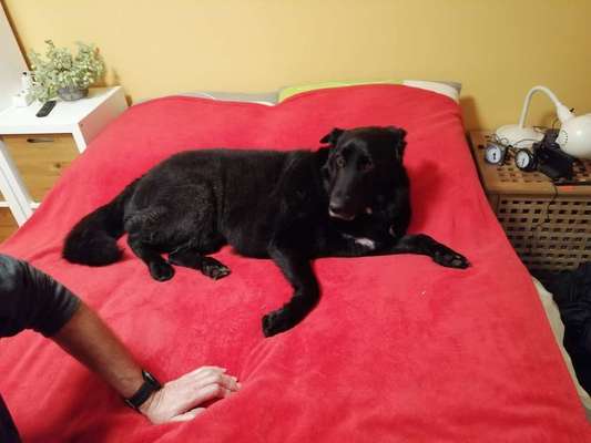 Labradorfans-Beitrag-Bild