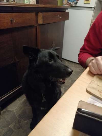 Mischlingshunde Foto Aufruf-Beitrag-Bild