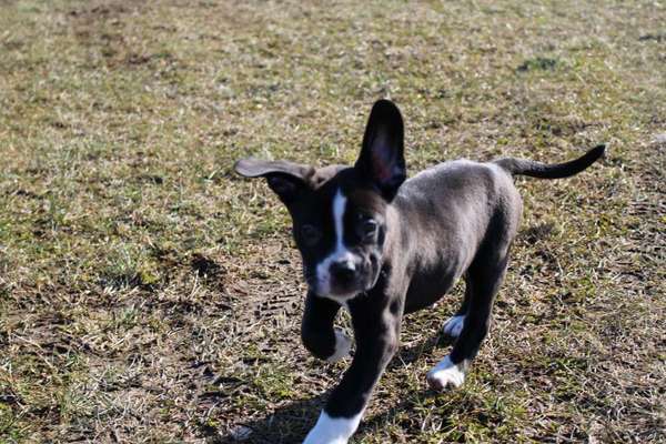 Welpen Bilder !-Beitrag-Bild