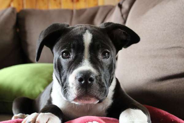 Wer hat noch alles einen Französischen Bulldoggen Mix ???-Beitrag-Bild