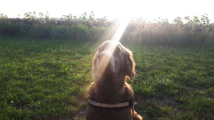 Weimaraner-Beitrag-Bild