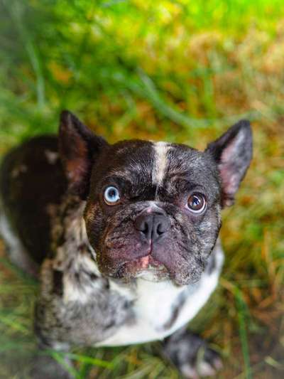 Die Dogorama Kalender Challenge Titelbild-Beitrag-Bild