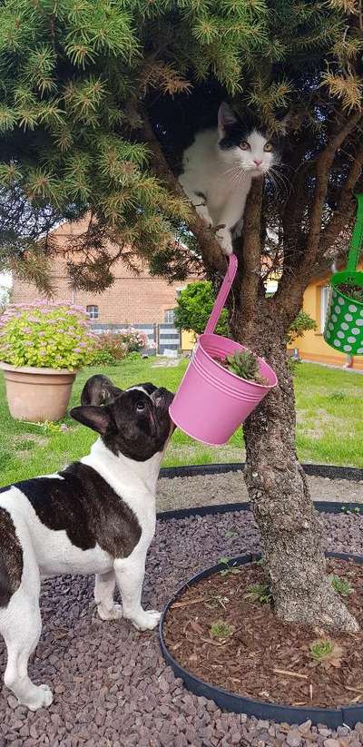 Fotochallenge Nr. 51 "Euer Hund mit anderen Tieren"-Beitrag-Bild